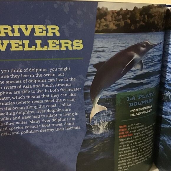 Discovering Whales, Dolphins & Porpoises Book - Picture 7 of 8